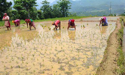 मनसुनजन्य विपद प्रतिकार्यका लागि पुर्व तयारी